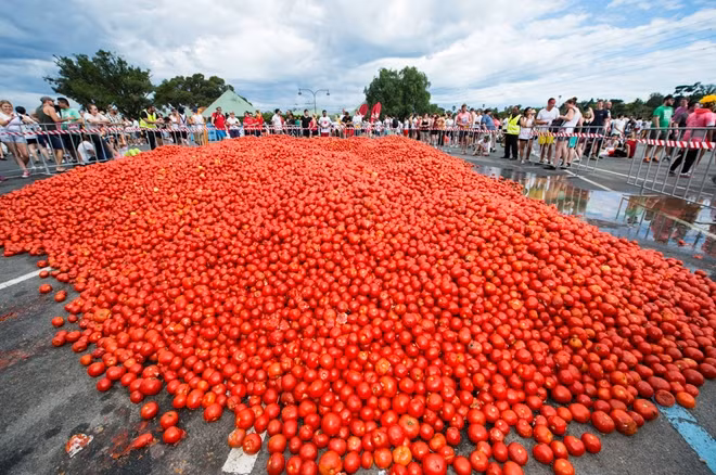 Vào khoảng 11h sáng, sự kiện đầu tiên của lễ hội Tomatina bắt đầu. Người ta treo một miếng thịt đùi heo nướng lên trên chiếc cột cao đã được bôi mỡ trơn. Trận chiến cà chua chỉ bắt đầu khi có người leo lên tới đỉnh cột và mang miếng thịt xuống.