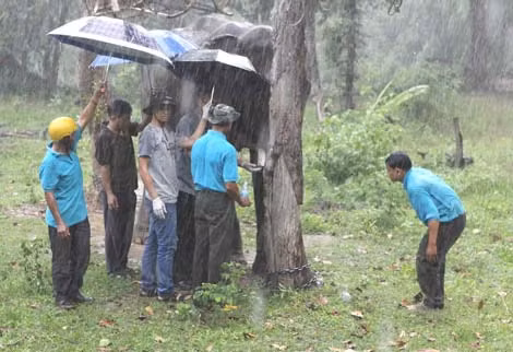 Và tiến hành cắt bỏ chiếc ngà để chữa trị vết thương.