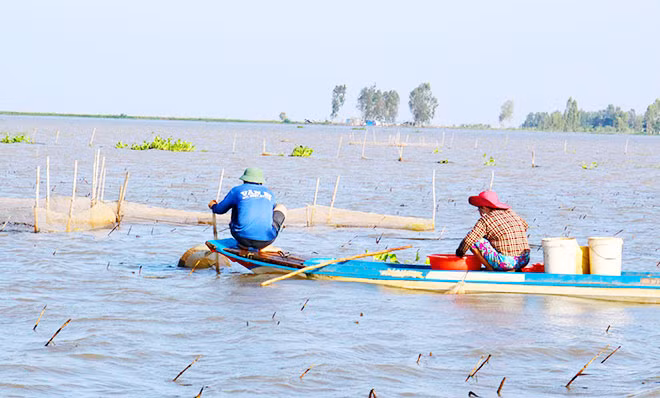 Mặc dù năm nay nước lũ về khá sớm nhưng sản lượng cá lại ít hơn những năm trước.