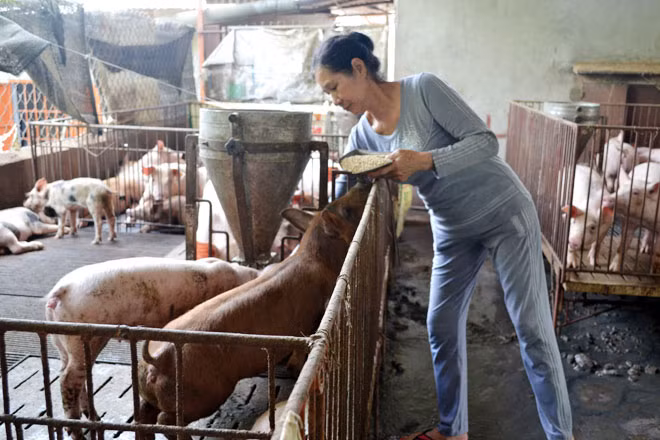 Giá bán giảm mạnh, người nuôi heo ở Đồng Nai lỗ nặng.