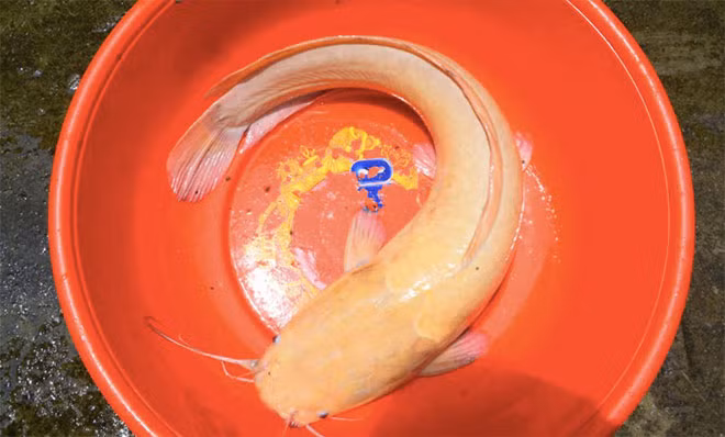 Cá trê vàng “khủng” nặng gần 3kg, dài 60 cm.