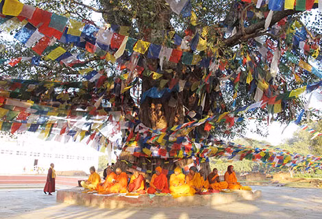 Cây bồ đề nổi tiếng ở Bodh Gaya Ấn Độ.