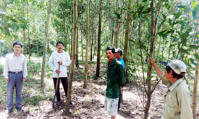Người dân trồng rừng ở xã Cam Thành lo lắng trước thông tin CTLNĐ 9 thu hồi đất rừng.
