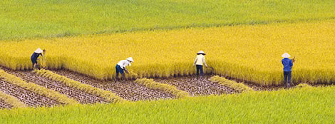 Nhiều yếu tố tạo nên văn hóa làng truyền thống đang bị phá vỡ. Ảnh: L.G.