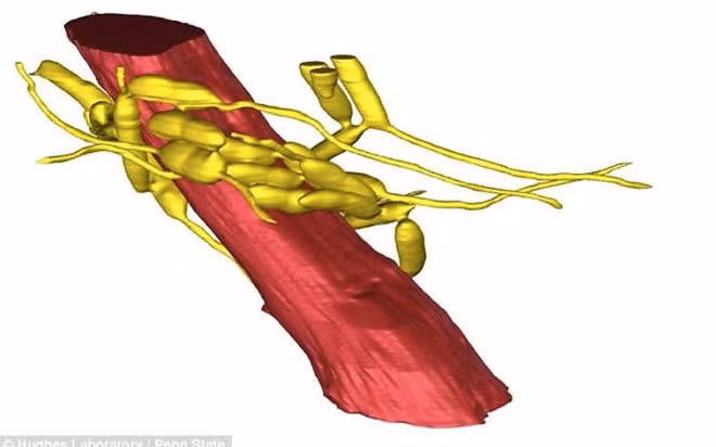 Kiến bị viêm nhiễm nấm.