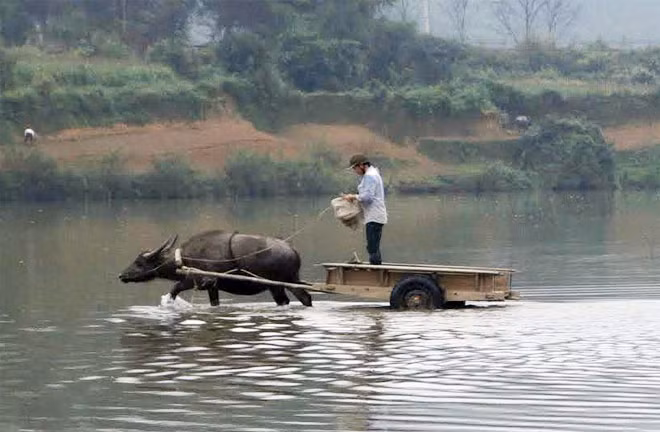 Đang vào thời điểm mực nước xuống thấp, một người nông dân dùng trâu vượt sông. Đang vào thời điểm mực nước xuống thấp, một người nông dân dùng trâu vượt sông.