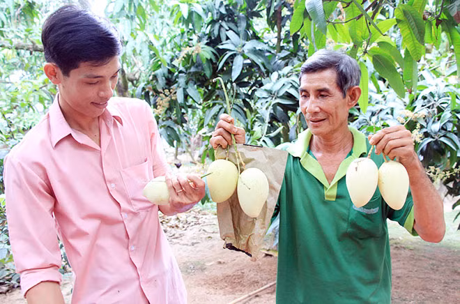 Mô hình trồng xoài theo tiêu chuẩn VietGAP ở TP Cao Lãnh (Đồng Tháp)