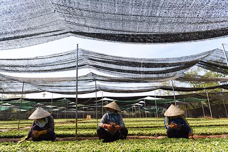 Những nông dân đang làm việc trong vườn ươm.
