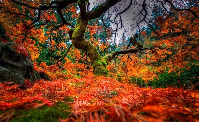 Những cây phong tuyệt đẹp sống ở Nhật Bản và tiểu bang Oregon, Mỹ. Chúng rực rỡ như mặt trời.