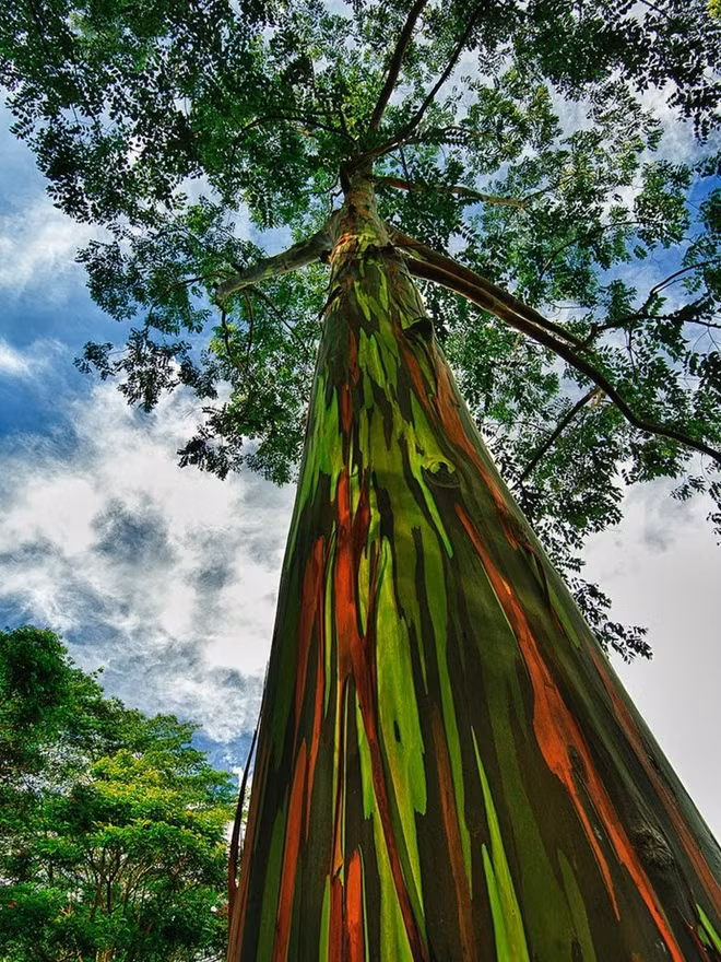 Cây bạch đàn cầu vồng trên đảo Kauai, Hawaii, Mỹ. Thân chúng lung linh như bảy sắc cầu vồng