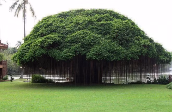 Cây huyết dụ Ficus ở Thái Lan có tán xòe rộng cùng những sợi tơ trông kiêu xa và lộng lẫy.