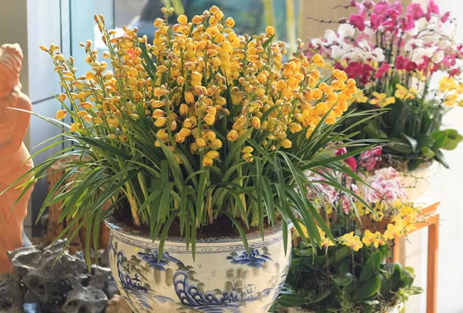 Địa lan mang vẻ đẹp sang trọng quý phái, hiếm có, có thể trưng trong nhà hoặc làm quà tặng,