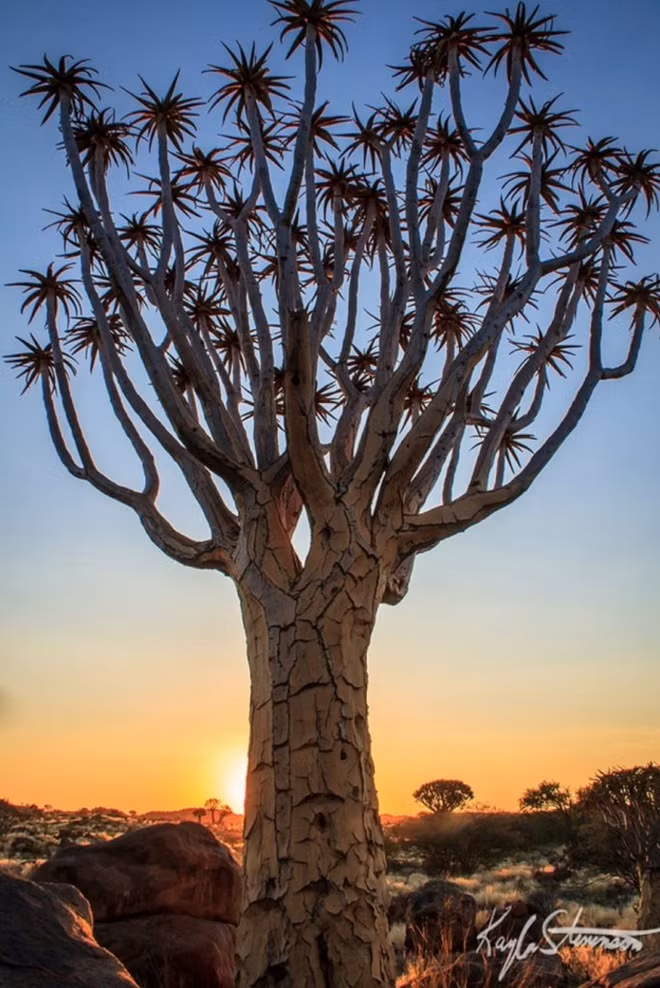 Cây rung lắc sống nhiều ở Namibia. Trông chúng ghồ ghề, to cao, nhưng bên trong rỗng, dễ gẫy.