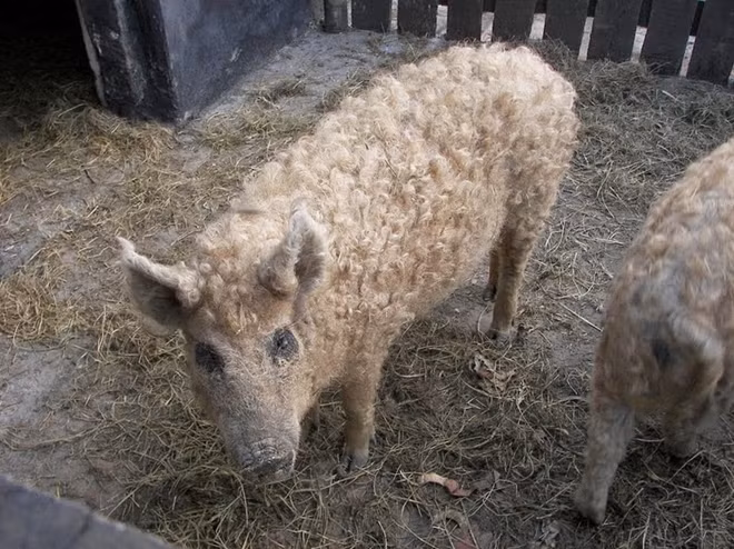 Trên thực tế, Mangalitsa là một trong những giống lợn mỡ nhất trên thế giới với chất béo chiếm từ 65% đến 70% trọng lượng cơ thể