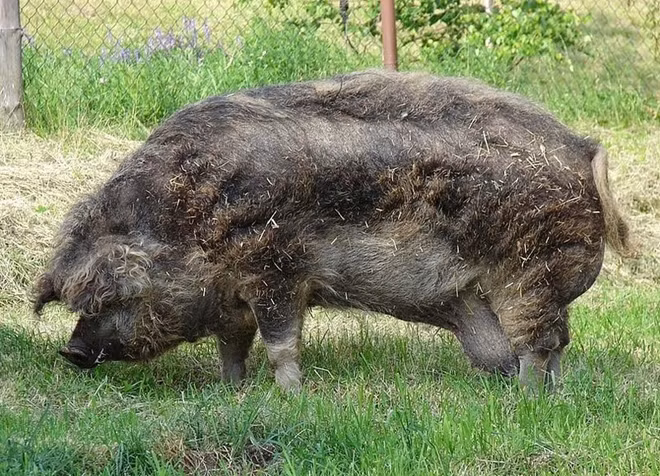 Việc nhân giống lợn Mangalitsa bắt đầu vào những năm 1830 thời Hoàng chế Austro-Hungerghen sau khi Archdi Joseph Anton Johann, người con thứ bảy của Hoàng đế dòng La Mã Leopold II, nhận được một số con lợn Sumadija từ một hoàng tử Serbia.