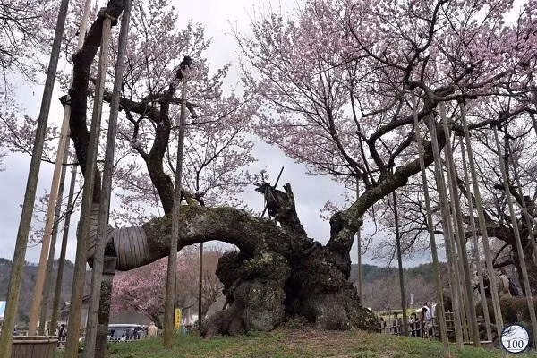 Jindai Zakura ( nghĩa là Những thế hệ thiêng liêng trong tiếng Nhật) là cây hoa anh đào đại thụ đặc biệt thuộc ngôi đền Jisso-ji ở Hokuto, tỉnh Yamanashi. Jindai Zakura ( nghĩa là Những thế hệ thiêng liêng trong tiếng Nhật) là cây hoa anh đào đại thụ đặc biệt thuộc ngôi đền Jisso-ji ở Hokuto, tỉnh Yamanashi.
