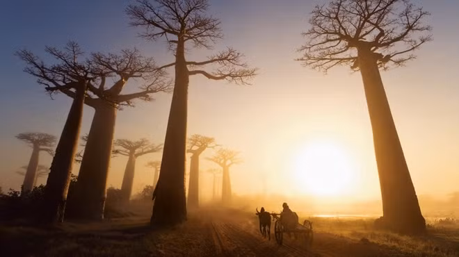Cây bao báp ở Madagascar, châu Phi được xem như cây “trời phat”, dễ cây chổng lên trời, ngọn cắm vào đất.