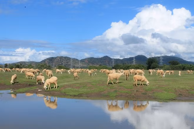 Đàn cừu ở An Hòa