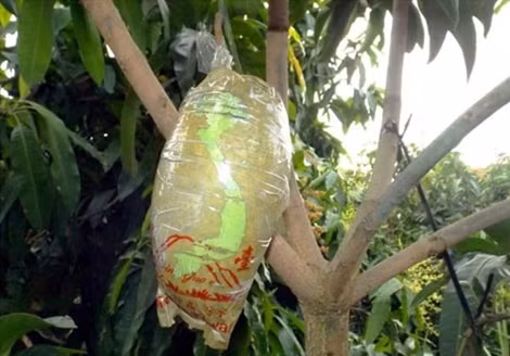 Túi bao trái xoài là kỹ thuật tiên tiến được Đồng Tháp áp dụng nhiều năm nay.