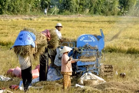 Người dân Đồng bằng sông Cửu Long thu hoạch lúa.
