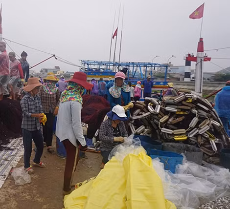 Cá về cảng, chị em chuẩn bị thu gom.