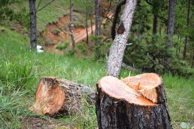Ngày 19-5, khi chúng tôi tiếp cận hiện trường, hàng loạt những cây thông mới bị chặt hạ cách đây một vài ngày vẫn còn ứa ra những dòng nhựa tươi rói rỉ xuống mặt đất.