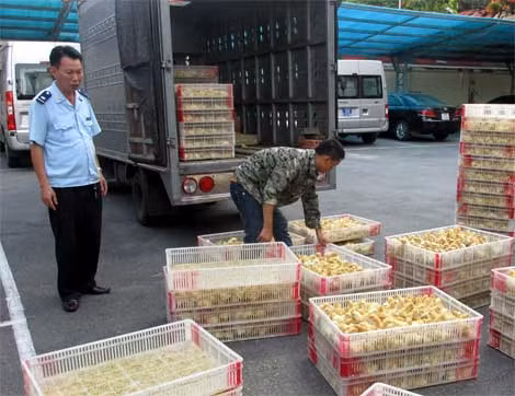 Hơn 15 nghìn con gia cầm giống bị lực lượng Hải quan Quảng Ninh thu giữ tháng 6/2015.