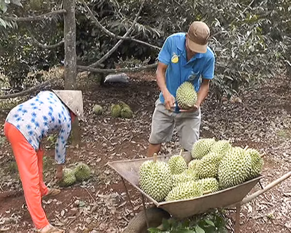 Nhà vườn hái sầu riêng non bán cho thương lái.