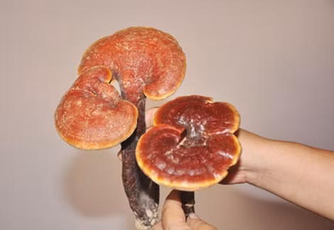 Nấm lim xanh hái trong rừng Đông Trường Sơn.
