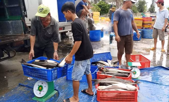 Hàng ngàn còn cá bớp chết phải bán với giá rẻ bèo. Ảnh : Công Tâm