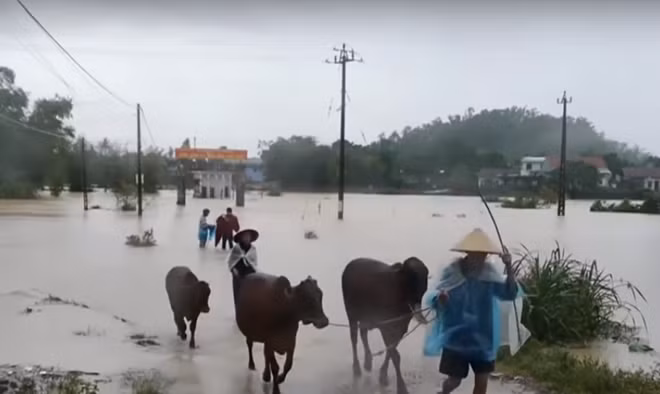 Người dân sơ tán súc vật ra khỏi vùng lũ lụt. Ảnh CTV