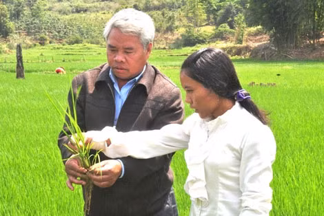 Già Rói hướng dẫn cho người dân chăm bón lúa nước.