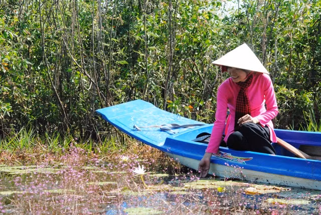 Nhĩ cán tím thuộc họ nhĩ cán, là loài thuỷ sinh chìm, sinh sống tại những nơi có địa hình thấp và đất ngập nước chua phèn, thường xen lẫn trong quần xã sen súng.