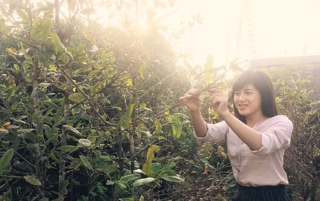Trước Tết nửa tháng, người dân lặt lá mai và cho "cai nước" nửa tháng để nở đúng dịp giao thừa. Trong ảnh, cô gái miền Tây lặt lá mai bên hiên nhà.