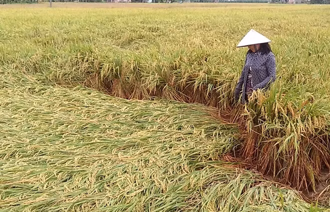 Nhiều diện tích lúa hè thu của nông dân bị ngã đổ.