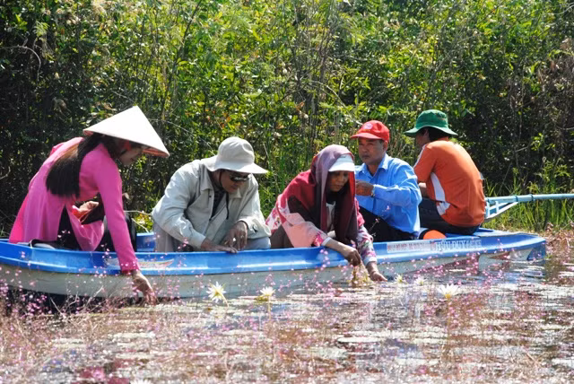 Ông Lê Hoàng Long, phụ trách điểm Du lịch VQG Tràm Chim cho biết, dự kiến đến cuối tháng 3-2017, khi hoa tàn sẽ ngưng phục vụ khách tham quan tour này.