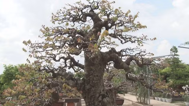 Vườn hoa, chậu kiểng chuẩn bị sẵn sàng cho du khách tham quan.
