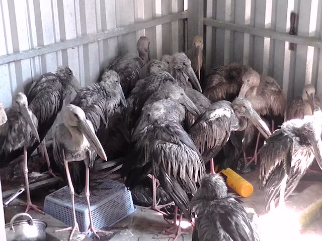 Cò ốc, bị bắt giữ trái phép đã được thả về với môi trường tự nhiên.
