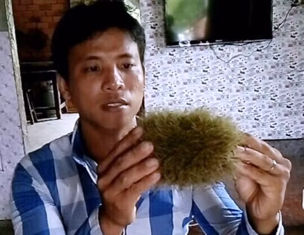 "Cát lợn" được phát hiện trong bao tử lợn nái.