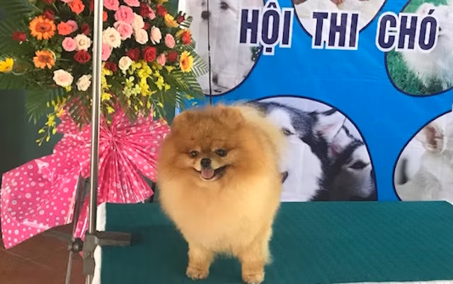 Hội thi chó đẹp lần đầu tổ chức tại Vĩnh Long.