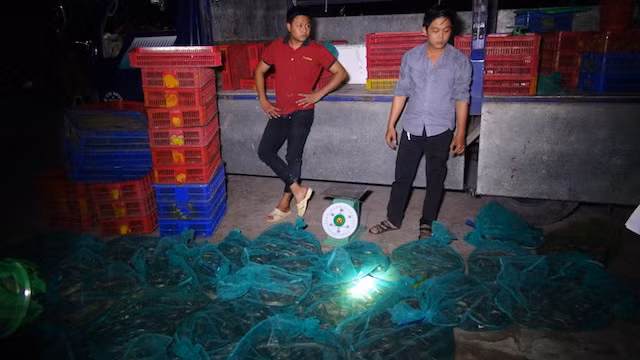 Số rắn được phát hiện.
