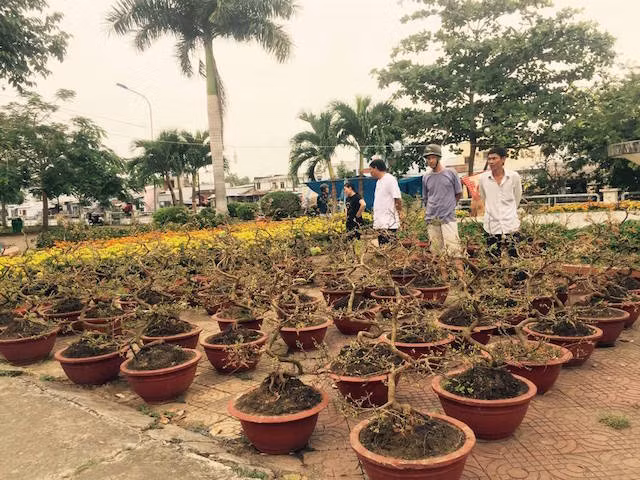 Những chậu hoa Mai vàng được thương lái bày biện, chờ khách đến mua.
