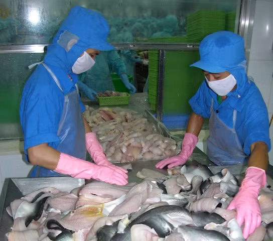 Giá trị xuất khẩu thuỷ sản trong năm nay, kỳ vọng tăng 5%, đạt 7,5 tỷ USD. Giá trị xuất khẩu thuỷ sản trong năm nay, kỳ vọng tăng 5%, đạt 7,5 tỷ USD.