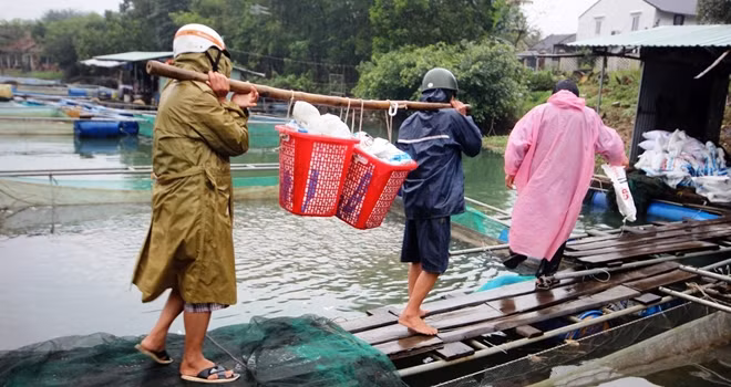 Vận chuyển cá nuôi ở các lồng bè đi tiêu thụ.