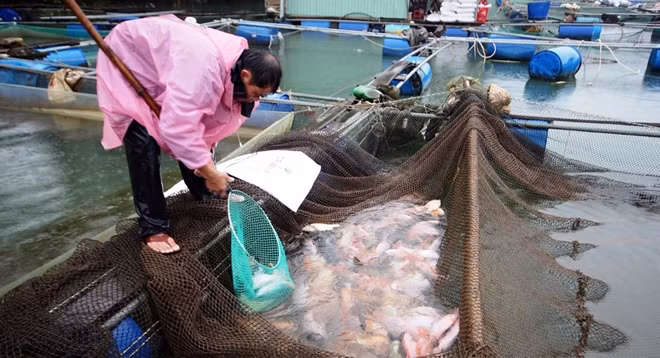 Nhiều hộ nuôi cá lồng bè tranh thủ thu hoạch kịp bán cá ra thị trường cận Tết.