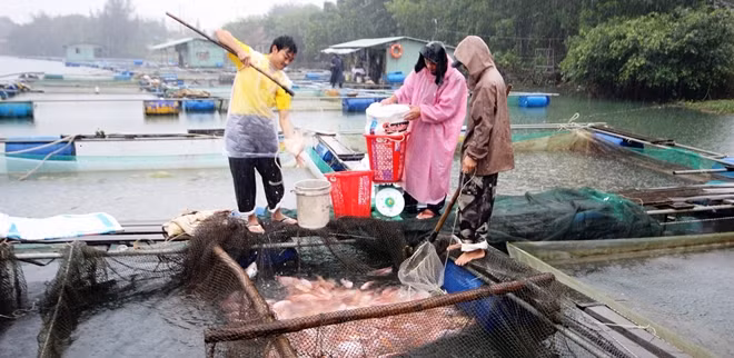 Cá được cân ngay tại lồng bè khiến người nuôi rất phấn khởi.