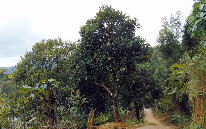Quế là loại cây trồng quen thuộc với đồng bào thiểu số vùng Nam Trà My. Chúng được trồng ở mọi nơi, bên cả lối đi dẫn vào làng, là một trong những loại cây chủ lực để thoát nghèo, vươn lên làm giàu nơi đây.