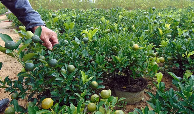 Quất Thanh Hà đã sẵn sàng phục vụ thị trường Tết Nguyên đán 2018.