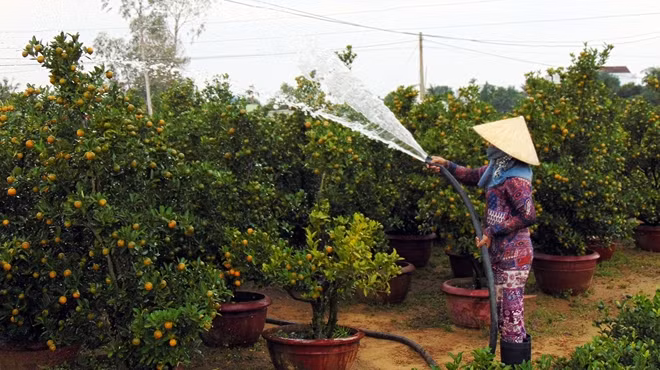 Người trồng quất Thanh Hà vui mừng khi quất Tết năm nay sinh trưởng tốt.
