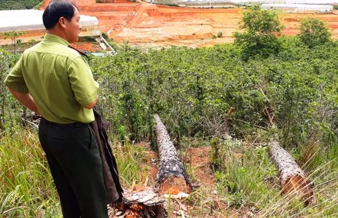 18 cây thông bị hai đối tượng cưa hạ
